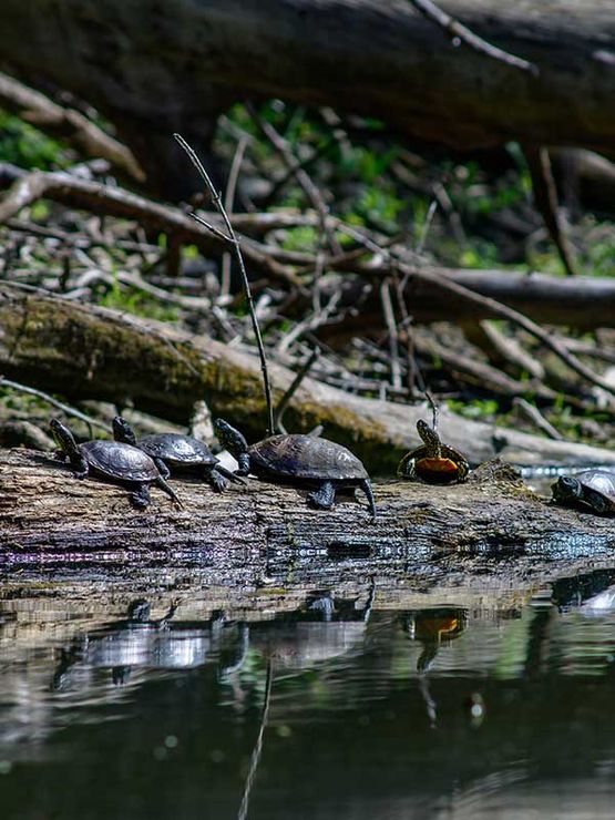 europäische sumpfschildkröte (emys orbicularis) beim sonnenbad am fadenbach im österreichischen nationalpark donauauen bei orth an der donau