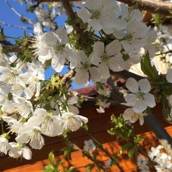 Pension Marchfeld in Orth an der Donau